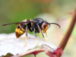 photo Conférence « Le frelon asiatique et ses conséquences »