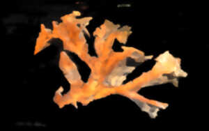 photo Sculptures sur bois, mascarades et carnavals