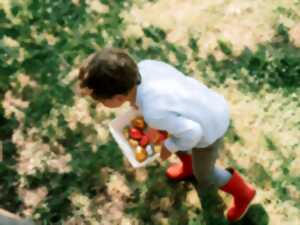 photo Chasse aux œufs