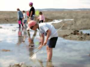 photo Initiation pêche à pied