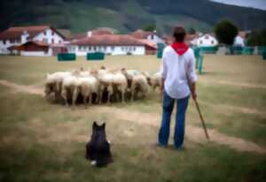 photo Concours de chiens de berger
