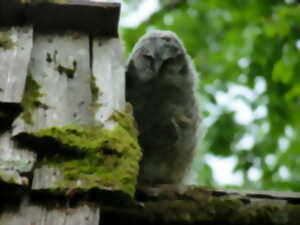 photo « Journée des oiseaux »  : observation des oiseaux dans le refuge de la forêt de Guédelon.