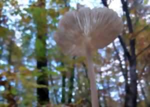 photo Balade guidée : Le monde merveilleux des champignons