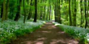 photo Balade guidée : Cueillette des plantes comestibles en Fronsadais