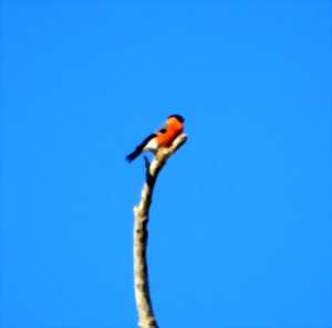 photo Balade nature oiseaux