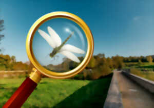 photo Inventaire participatif sur les libellules au Maharin