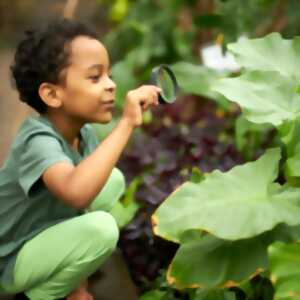 photo Atelier jeune public : Richesse des plantes