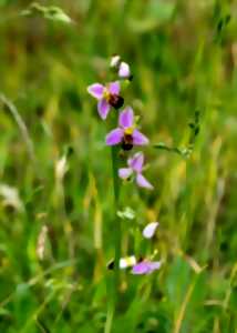 photo La pelouse des brebis et sa biodiversité