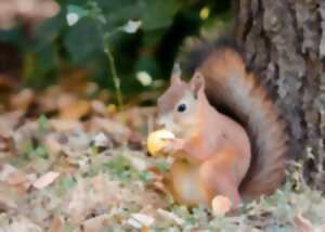 photo Atelier des p'tits curieux 