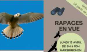 photo Sortie : rapaces en vue !