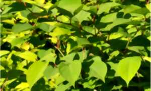 photo Agissons pour la forêt : ensemble contre les plantes invasives !