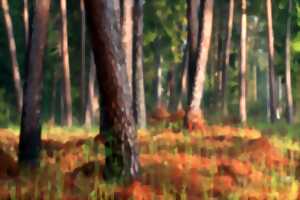 photo Comment ça pousse ? À la découverte du métier de forestier