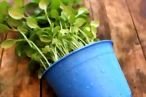 photo Marché des créateurs et bourses aux plantes