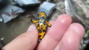 photo Sortie nature : la vie de la roselière