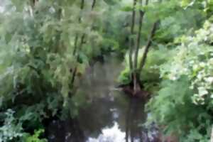 photo Sortie nature : les ailes de la nuit