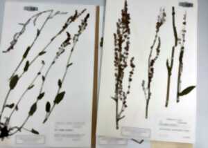 photo RDVJ 2026 : Exposition Viva