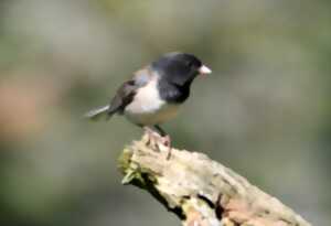 photo Initiation à un inventaire naturaliste