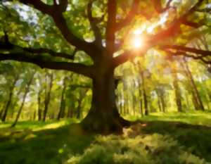 photo Célébrons le soleil, une invitation à la lumière et à la vitalité