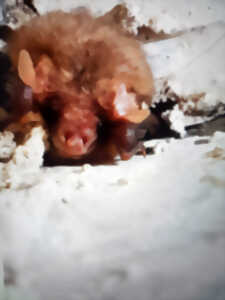 photo À l’écoute des chauves-souris