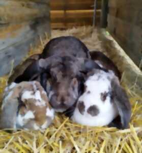 photo Animations de Pâques au pré des anim'O