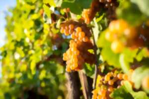 photo Portes ouvertes au domaine Jean Becker