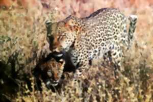 photo Photographie animalière