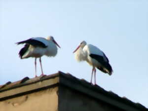 photo Promenade à la découverte des cigognes