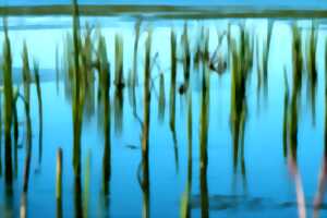 photo Promenade photographique du Rangen : Affûts