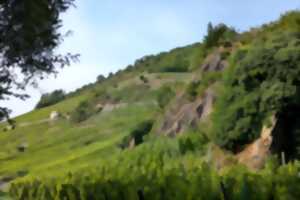 photo Ebike dans le vignoble du Rangen