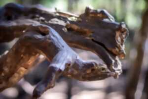 photo Exposition : Les créatures magiques de la forêt