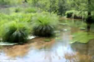 photo Découverte d’un ruisseau et de sa biodiversité