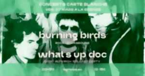 photo Carte blanche à Burning Birds + What’s up DOC (release party)