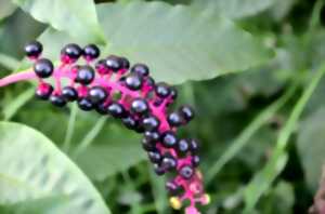 photo Agissons pour la forêt : ensemble contre les plantes invasives !