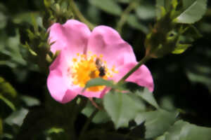 photo La guerre des bourdons