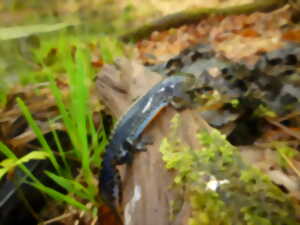 photo Le monde de la mare et des zones humides