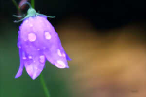 photo Plantes comestibles en forêt : les saveurs de la nature