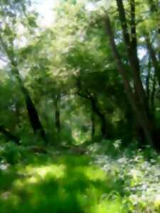 photo La balade gourmande du Ried