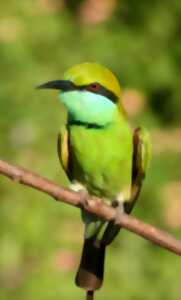 photo Découverte du Sri Lanka - projection