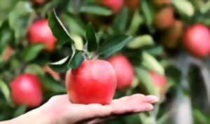 photo De la racine au fruit, le lien entre le pommier et l'humanité