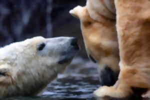 photo Visite guidée : le zoo s'engage à quoi ? Pourquoi ? Comment ?