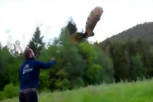 photo Découverte d'un centre de soins pour la faune sauvage