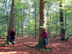 photo Sylvothérapie