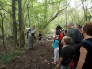 photo Initiation botanique à la Réserve naturelle nationale de la Forêt d’Erstein