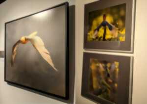 photo Exposition : A tire d'ailes