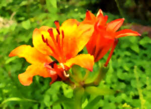 photo Ouverture du Jardin Botanique