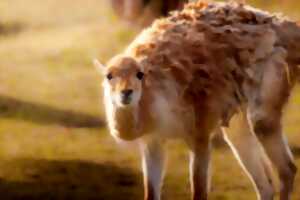 photo Visite guidée : les animaux, pas si bêtes !