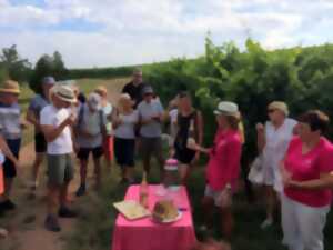photo Verres à pied : découverte du vignoble
