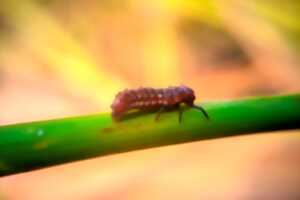 photo Initiation : gérer les ravageurs et maladies au potager