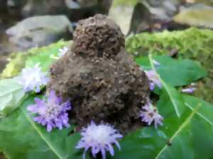 photo Conférence : Terre-Mère