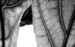 photo RDVJ 2026 : Conférence L'Herbarium - l'intemporel présent